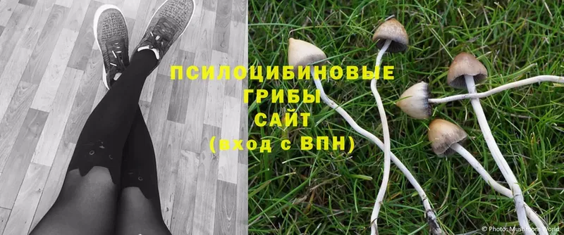 MEGA зеркало  Нижнекамск  Псилоцибиновые грибы Cubensis  купить  