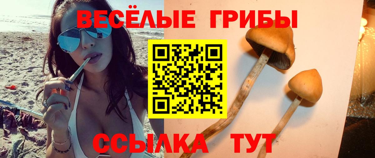 Галлюциногенные грибы Psilocybine cubensis Нижнекамск